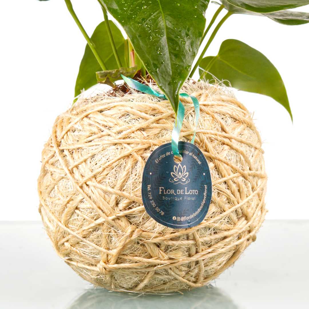 Kokedama de anturios