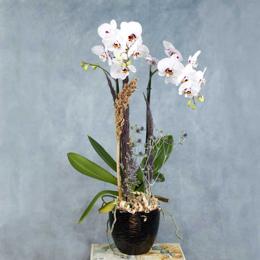 Orquídea Phalaenopsis blanca