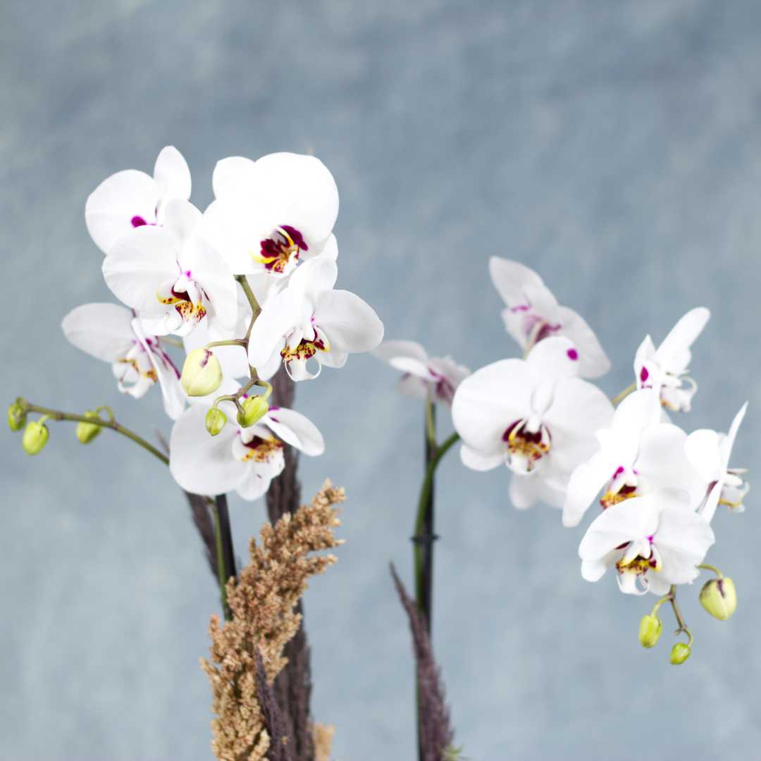 Orquídea Phalaenopsis blanca