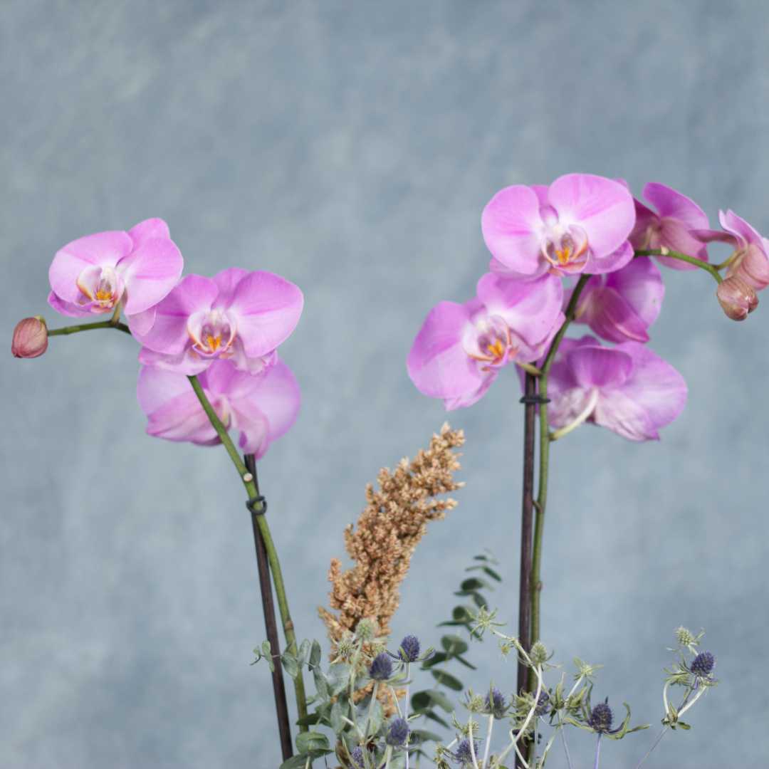 Orquídea Phalaenopsis rosa