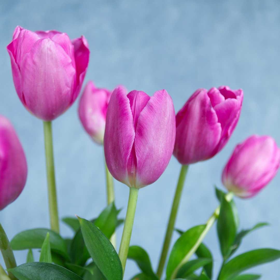 Bouquet de 10 tulipanes rosas "Helen"